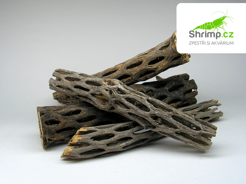 Cholla wood 15 cm - kaktusové dřevo