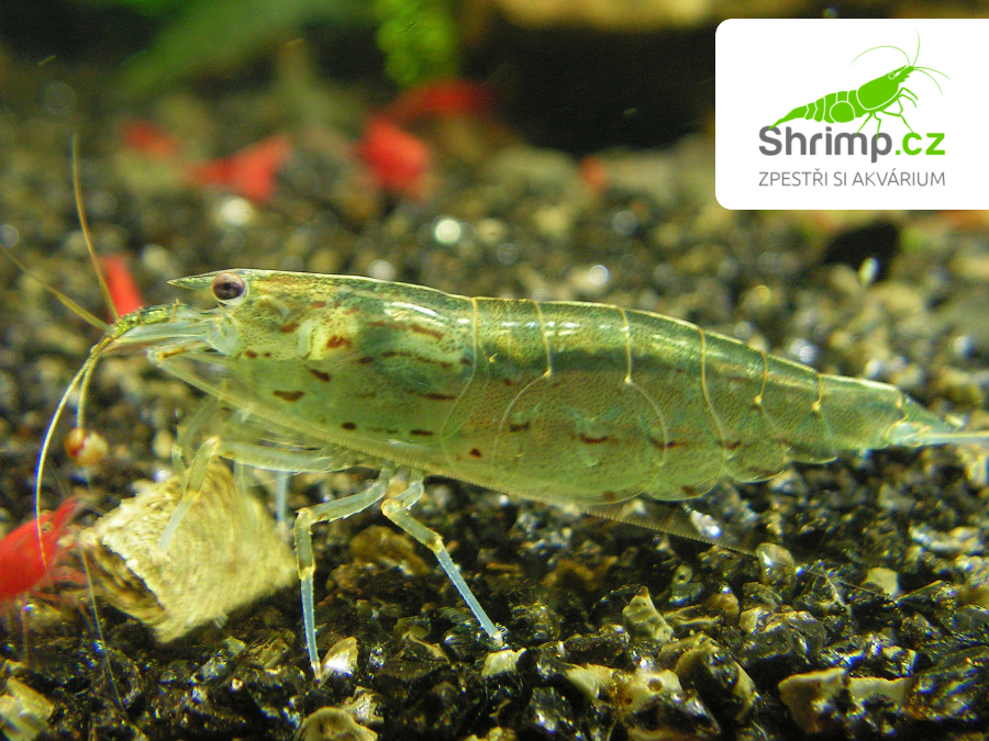 Kreveta Amano XL - Caridina Japonica