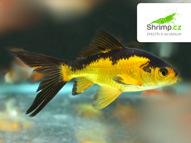 Karas černo-oranžový 10-12 cm - Carassius auratus