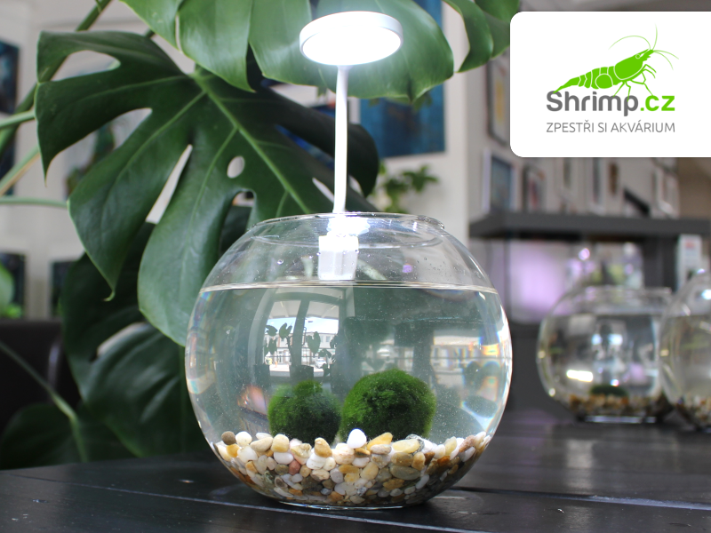 Kompletní set řasokoule střední 2,1 l