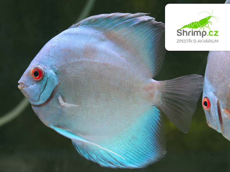 Terčovec Blue Diamond 10-12 cm - Symphysodon discus