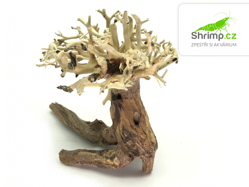 Bonsai Driftwood 15 x 12 x 13 cm (10.)
