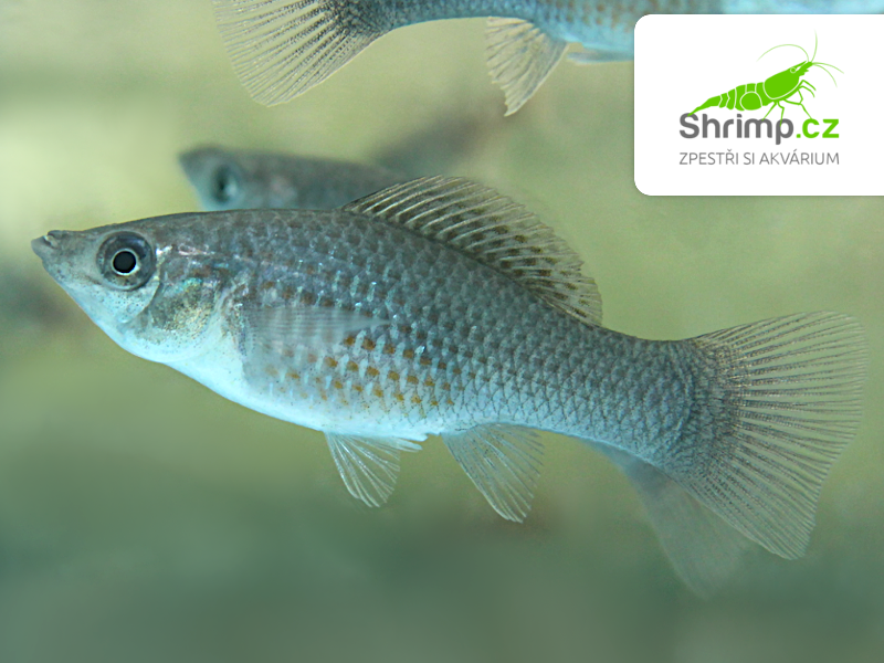 Živorodka velkoploutvá Green 6-7 cm - Poecilia velifera