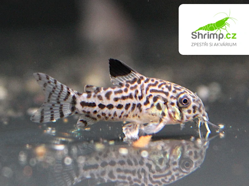 Pancéřníček leopardí – Corydoras julii