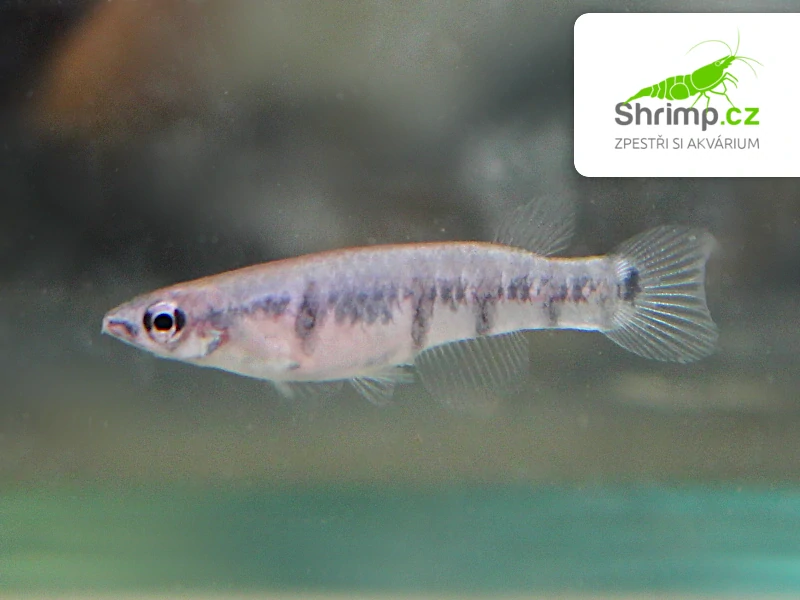 Panchax příčnopásý - Epiplatys dageti