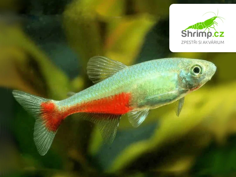 Tetra Rathbunova - Aphyocharax rathbuni