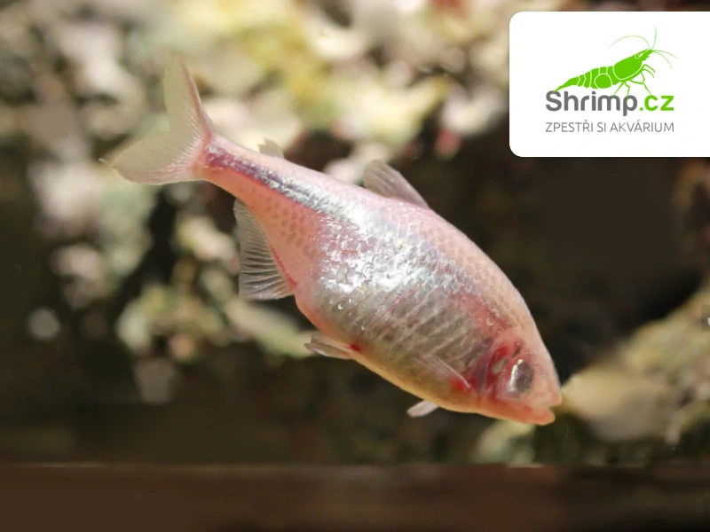 Tetra slepá - Astyanax jordani