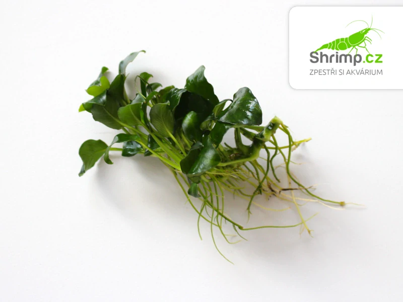 Anubias nana mini - svazek