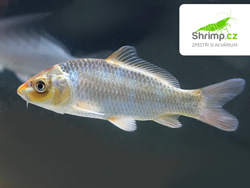 Koi kapr mix B 8-10 cm - Cyprinus carpio (DO JEZÍRKA)