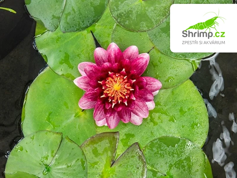 Nymphaea 'Perry Almost Black' – košík 11x11 cm