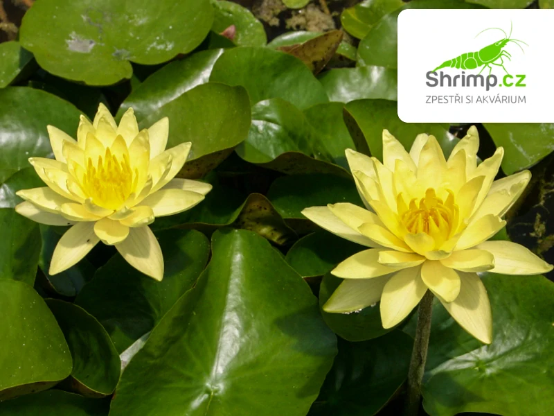 Nymphaea 'Joey Tomocik' – košík 11x11 cm