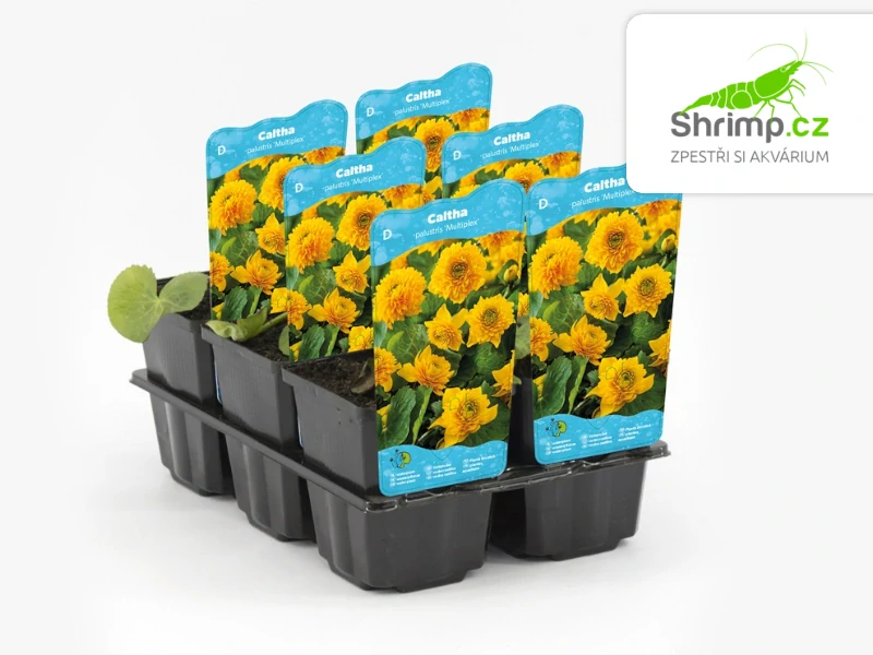 Caltha palustris 'Multiplex' – košík 9x9 cm