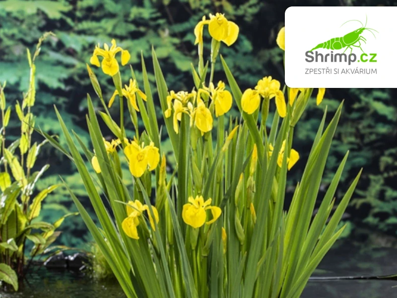 Iris pseudacorus – košík 9x9 cm