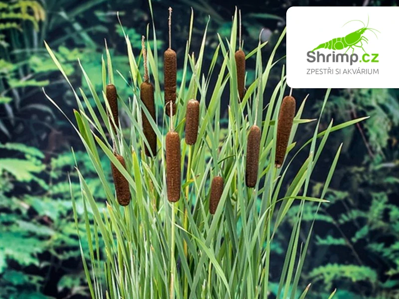 Typha latifolia – košík 9x9 cm 