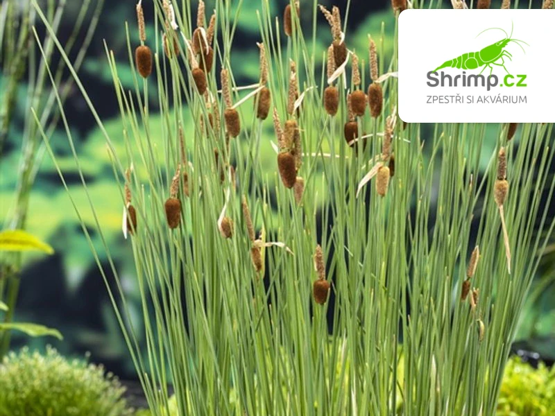 Typha minima – košík 9x9 cm