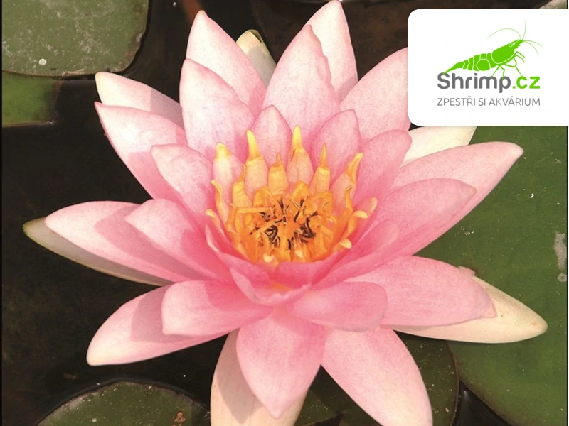 Nymphaea ‘Marliacea Carnea’ – blistr 18 cm