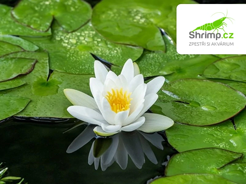 Nymphaea alba – blistr 18 cm
