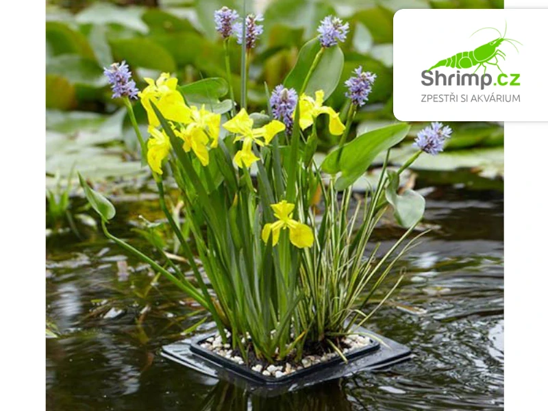 Set plovoucí ostrov 24 cm (Pontederia, Acorus, Iris)