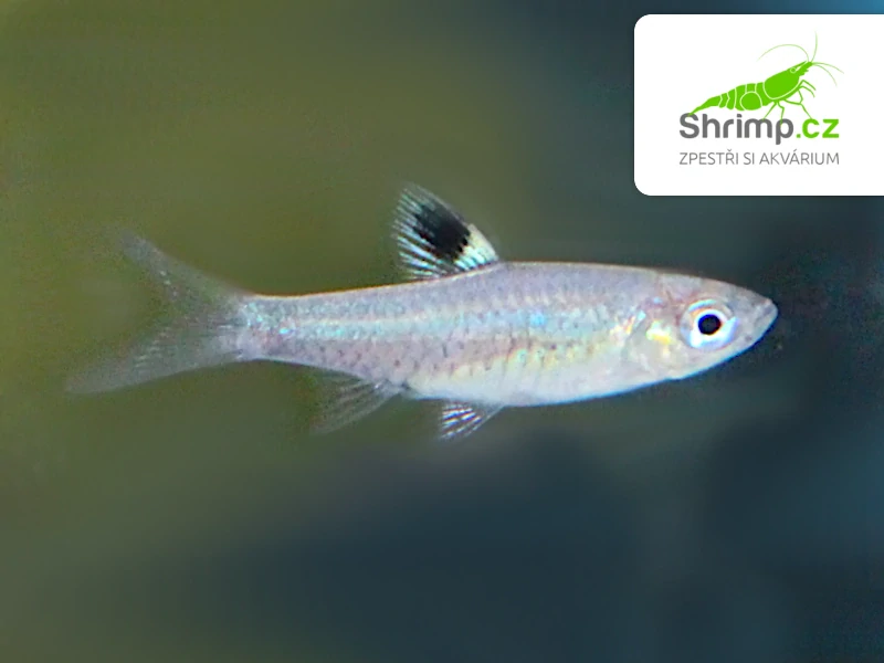 Razbora okoskvrnná - Brevibora dorsiocellata