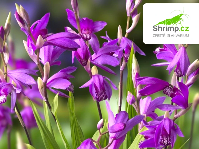 Bletilla striata – košík 9x9 cm