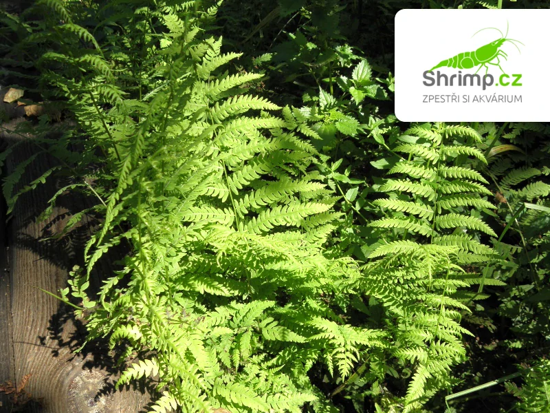 Thelypteris palustris – košík 9x9 cm