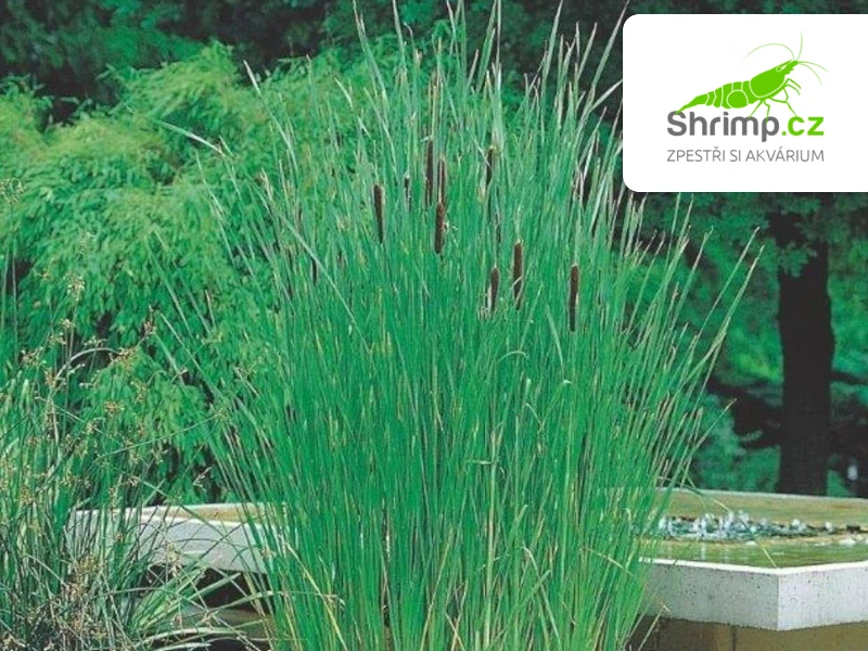 Typha angustifolia – košík 9x9 cm 