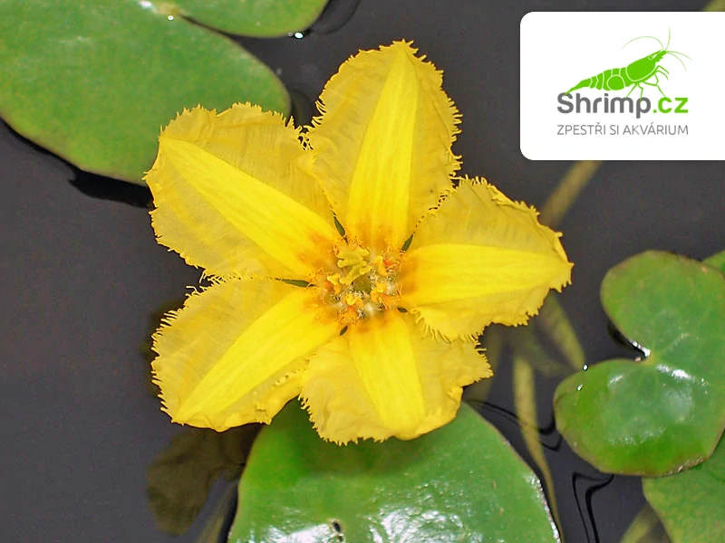 Nymphoides peltata – košík 11x11 cm 