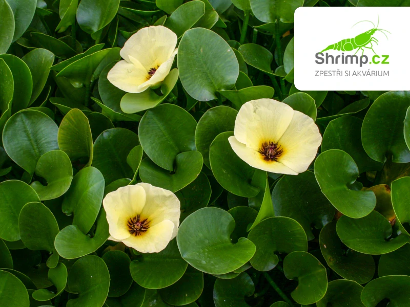 Hydrocleys nymphoides – pohár Ø 12 cm