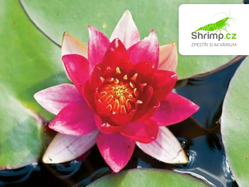Nymphaea 'Burgundy Princess' – košík 11x11 cm