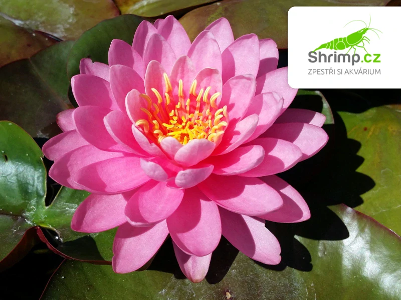 Nymphaea 'Fire Opal' – košík 11x11 cm