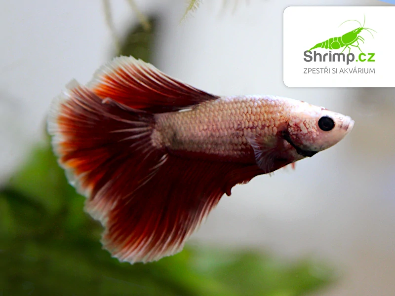 Bojovnice Red Dragon Halfmoon - samec