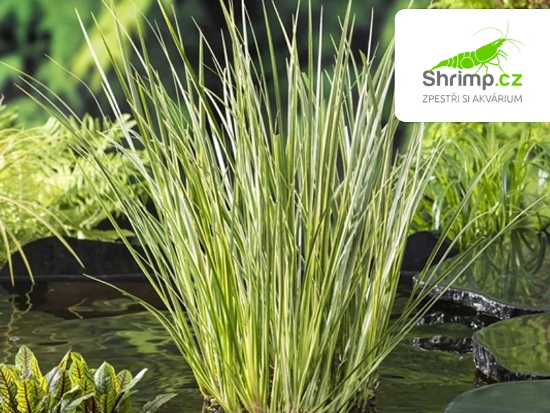 Acorus calamus Gramineus – košík 9x9 cm