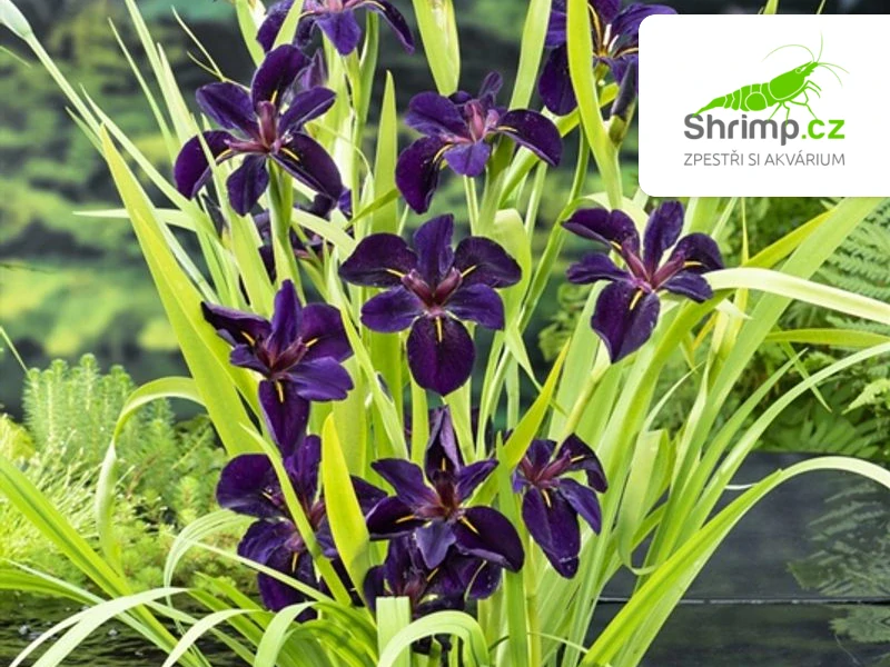 Iris 'Black Gamecock' – košík 9x9 cm