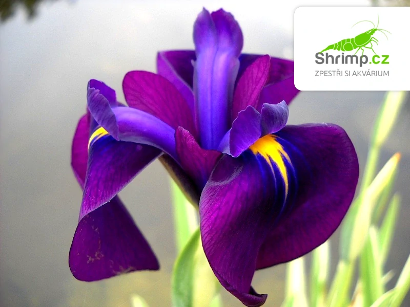 Iris kaempferi – košík 9x9 cm