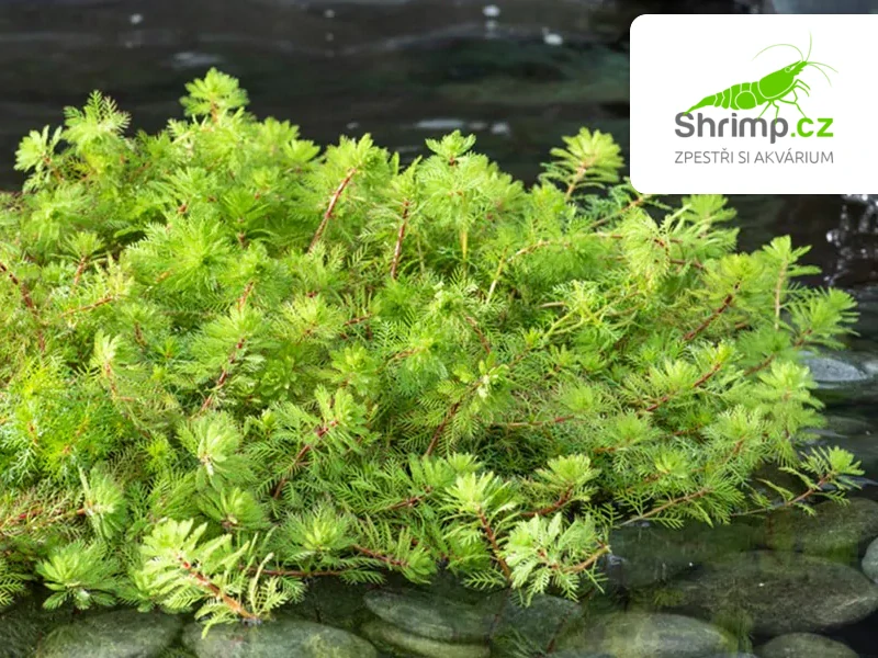 Myriophyllum rubricaule – košík 11x11 cm