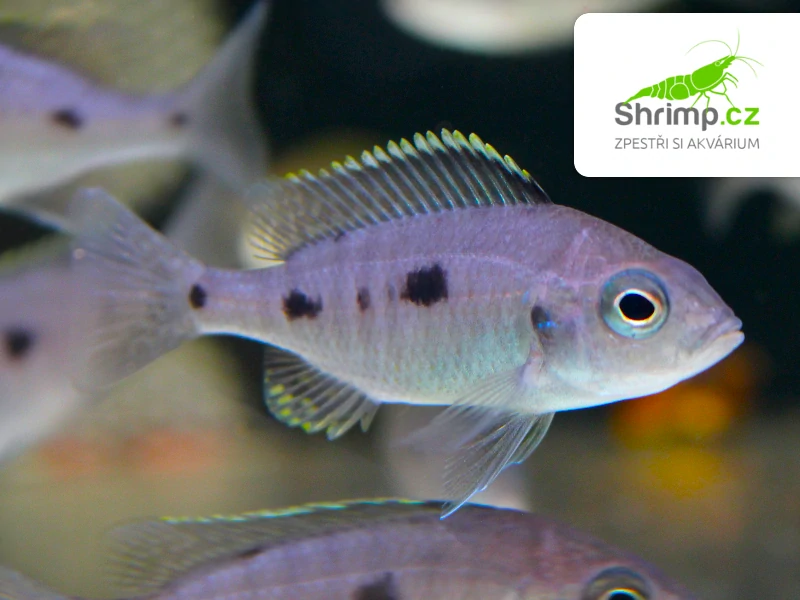 Utaka azurová - Copadichromis azureus