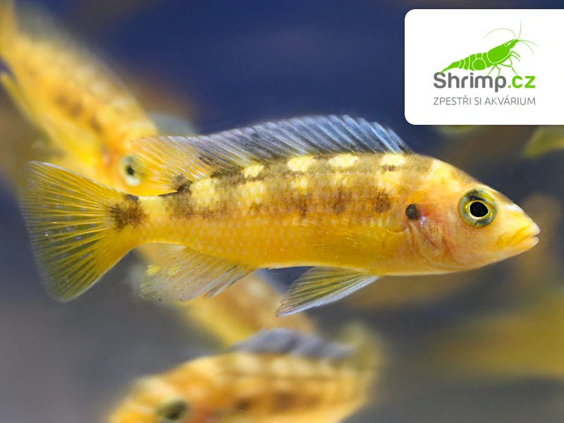 Tlamovec černožlutý - Pseudotropheus crabro