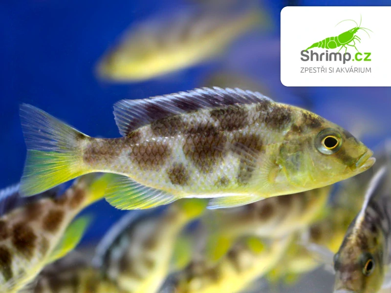 Tlamovec spící - Nimbochromis venustus