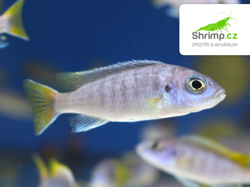 Tlamovec žlutoocasý - Pseudotropheus acei