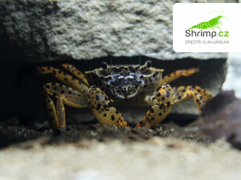 Panther krab XL - Parathelphusa pantherina