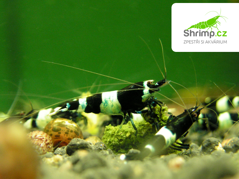 Black Panda 10 ks (Caridina sp.)
