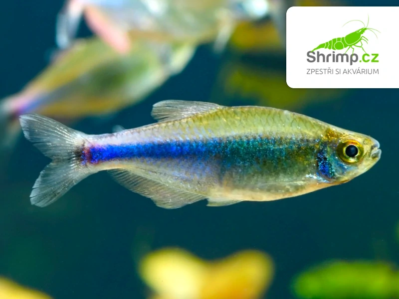 Tetra Fredcochuova – Boehlkea fredcochui