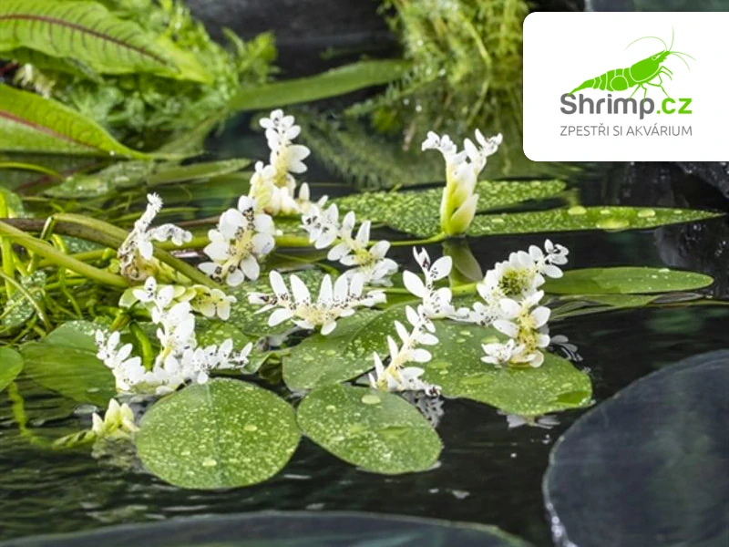 Aponogeton distachyos – košík 11x11 cm