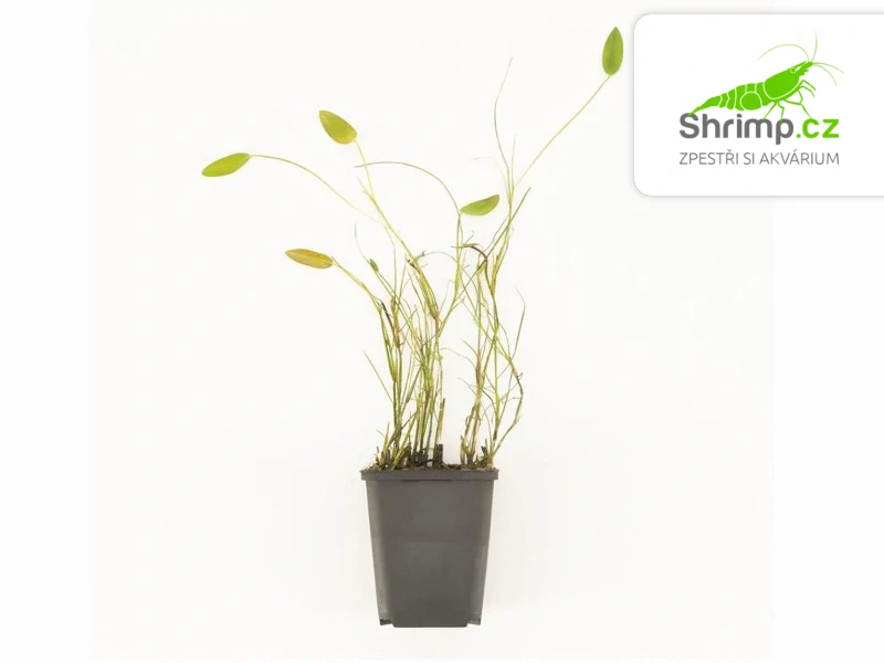 Potamogeton natans - pohár Ø 9 cm