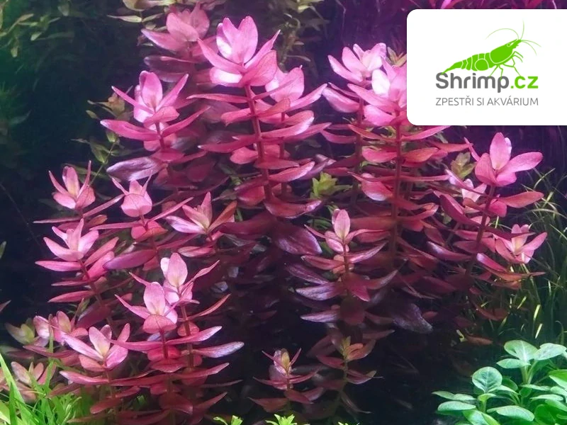 Bacopa salzmannii Purple