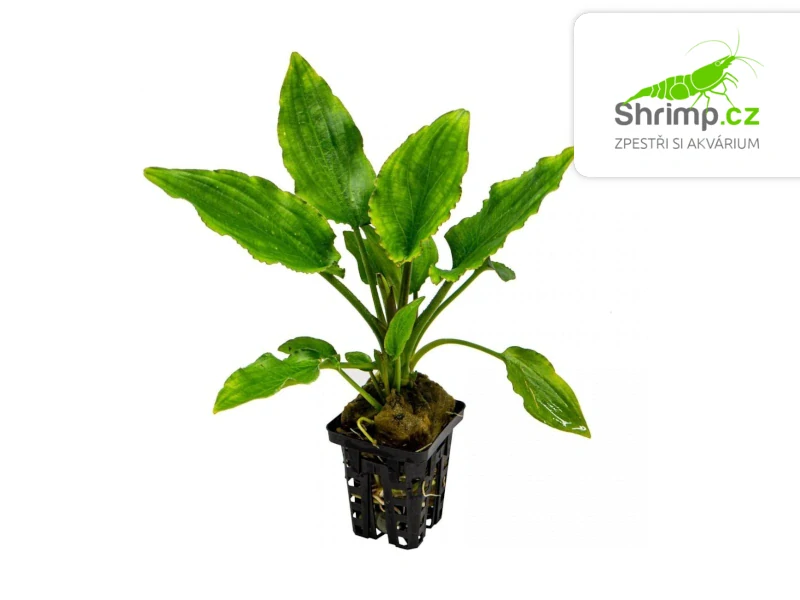 Lagenandra sp. green - košík