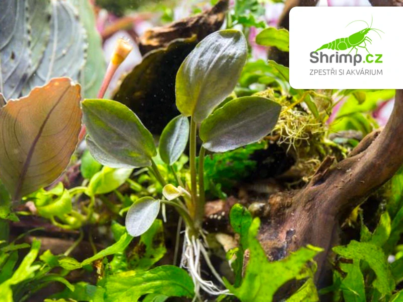 Lagenandra meeboldi 'Red' - košík