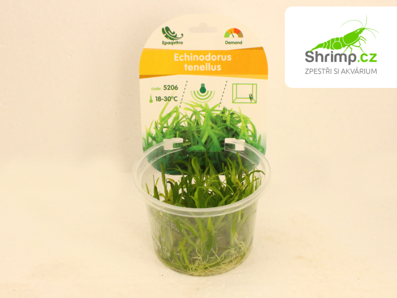 Echinodorus tenellus - in vitro 100 ml