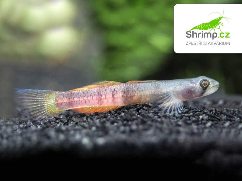 Hlaváč zosterophorus - Sicyopus zosterophorus 