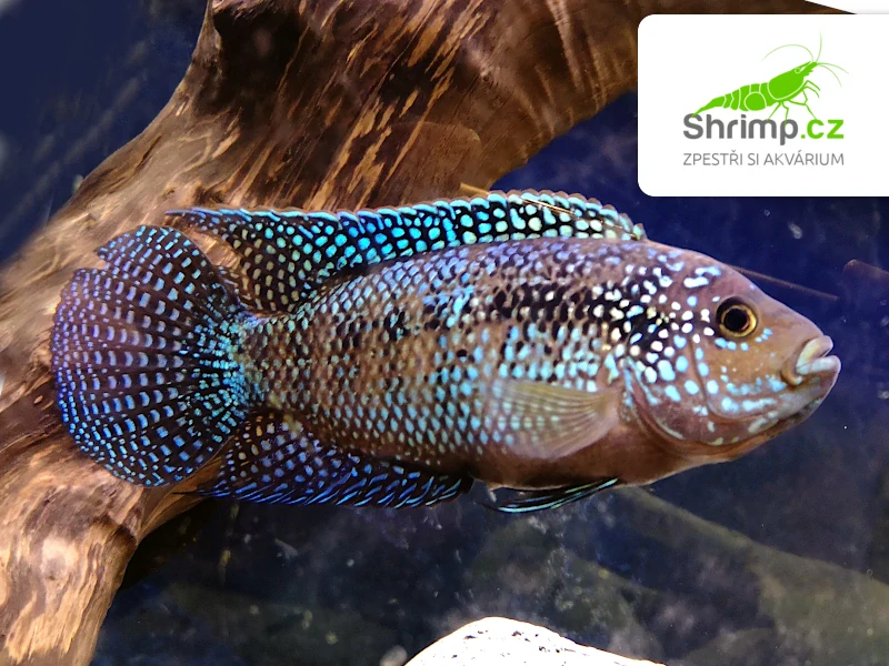 Kančík perleťový - Rocio octofasciata